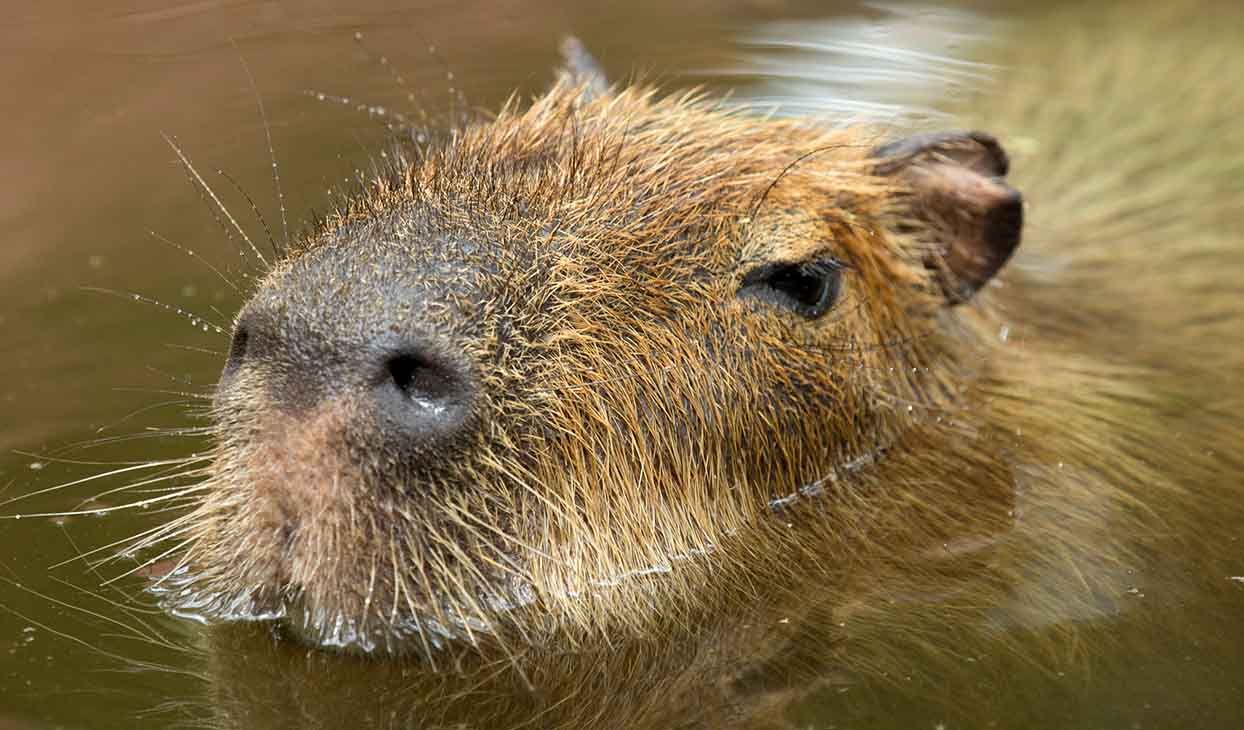 Capybara_standard_2.jpg