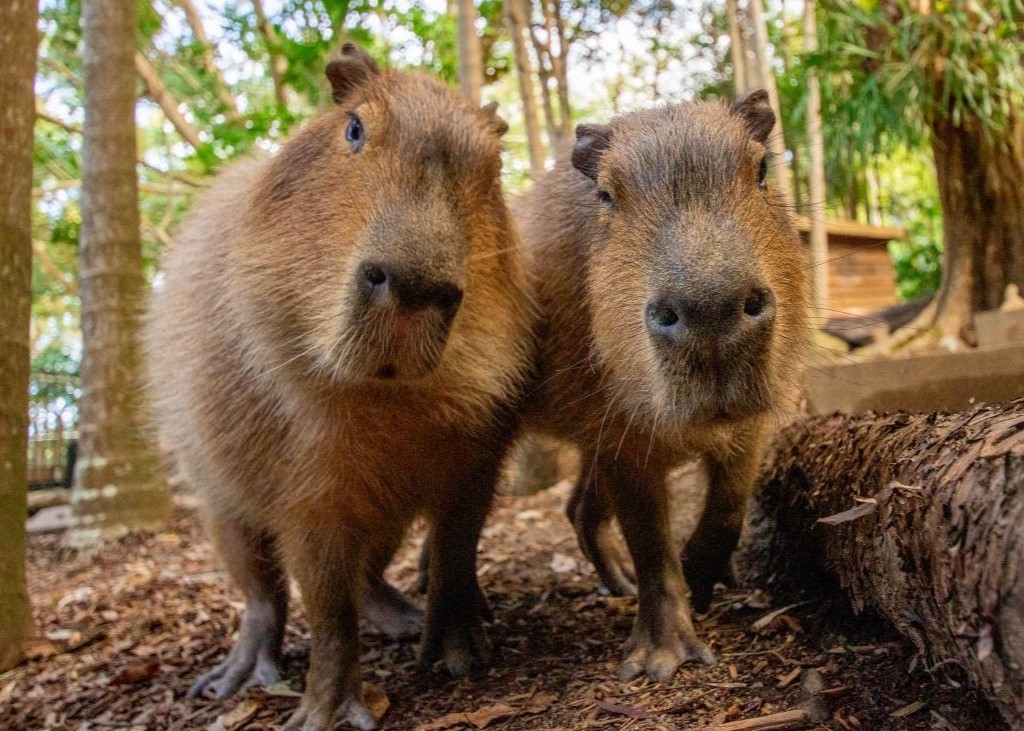 Capybaras_Mobile.jpg