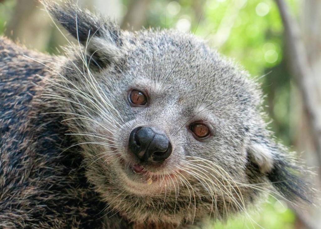 Binturong_Mobile.jpg