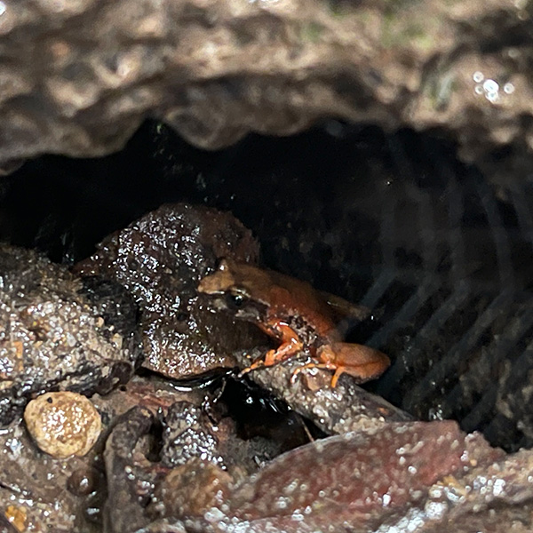 Kroombit_Tinkerfrog_brown_and_red_in_wild_sitting_in_wet_cave.jpg