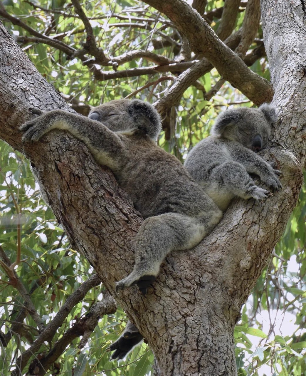 Unique wild rescue Koala 'Bear' – will now call Currumbin Wildlife