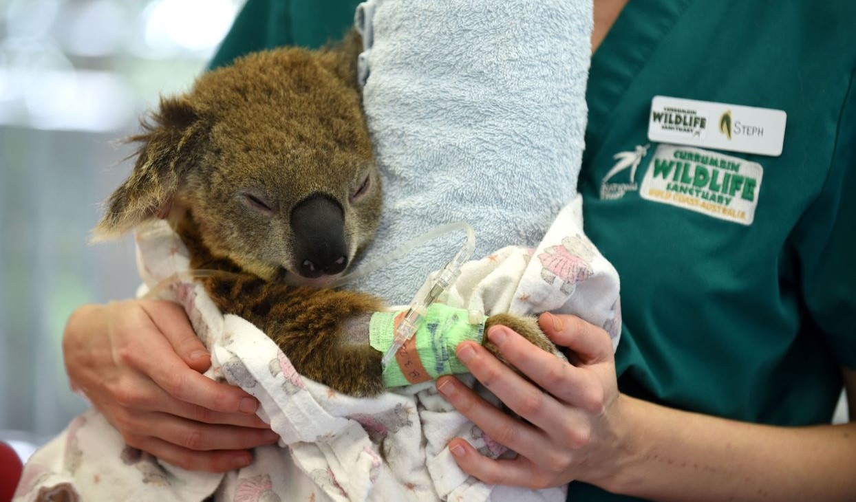 CWS_Hospital_Koala_Desktop.jpg