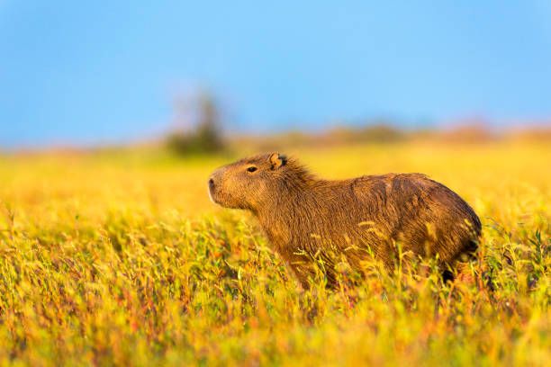 capybara-facts.jpg