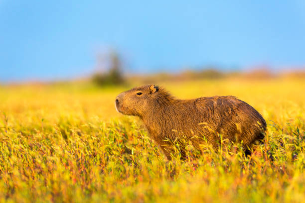 4 capybara facts you'll love, and 1 you'd like to forget