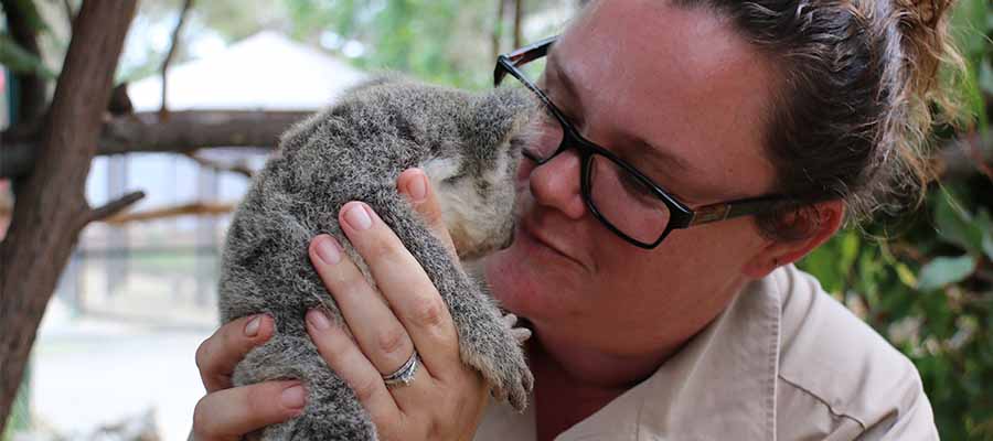 A Day in the Life of a Koala Specialist