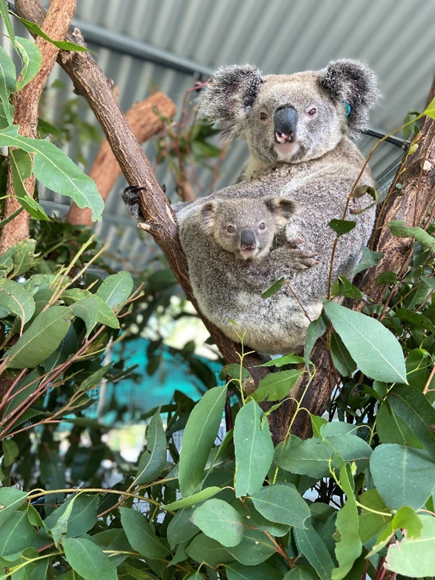 Ten-year-old girl who nurses orphaned koalas is among the stars of