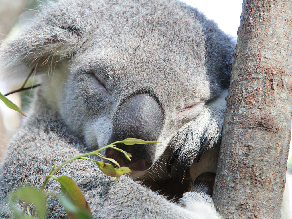 Unique wild rescue Koala 'Bear' – will now call Currumbin Wildlife