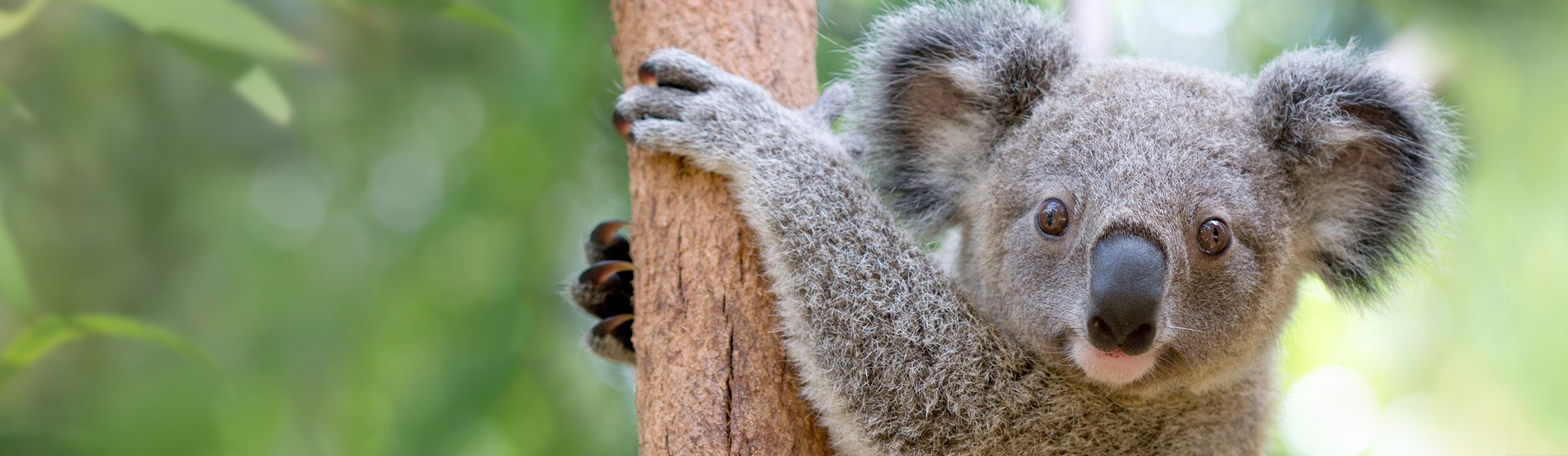 Unique wild rescue Koala 'Bear' – will now call Currumbin Wildlife