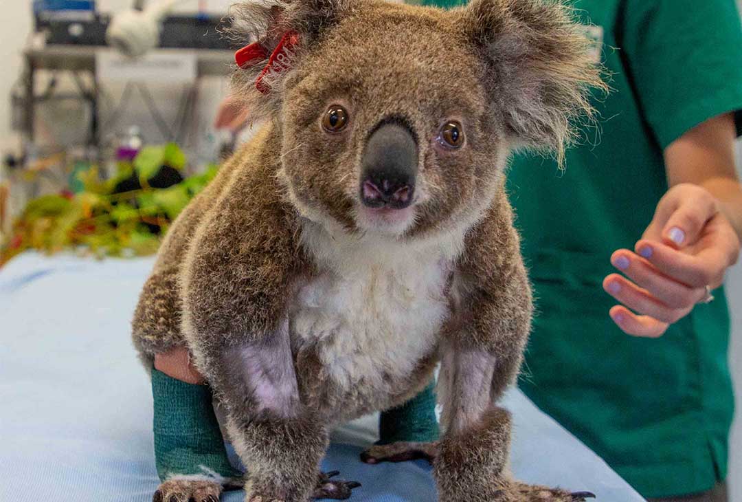 Unique wild rescue Koala 'Bear' – will now call Currumbin Wildlife