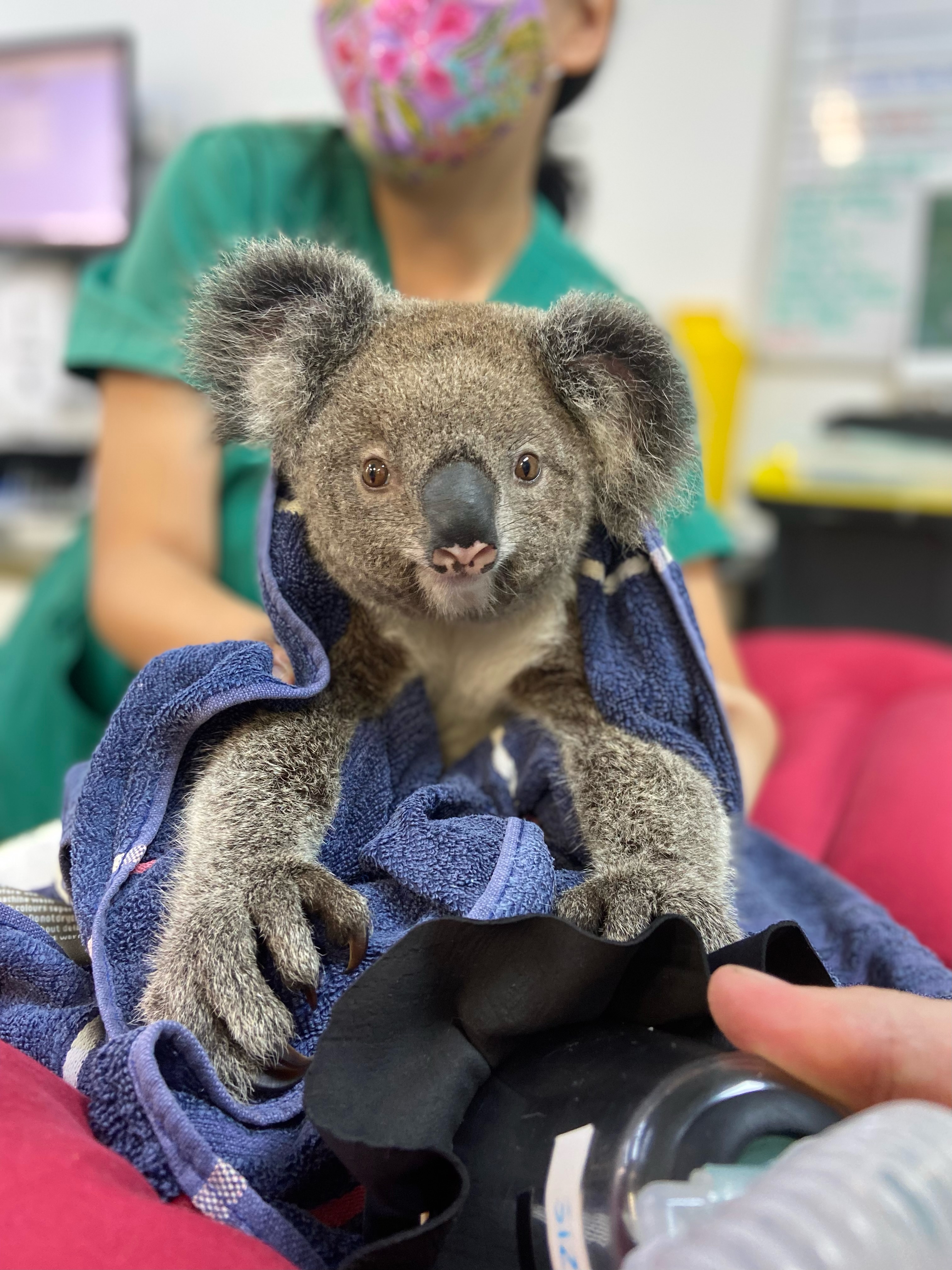 Save the Koala Day :: Currumbin Wildlife Sanctuary