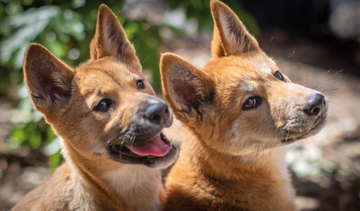 do dingoes bark