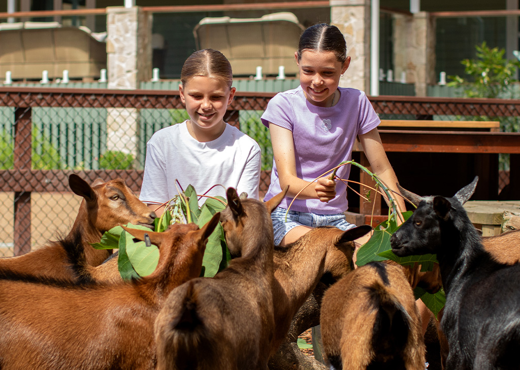 GOAT_ENCOUNTER_1024x730_1.jpg