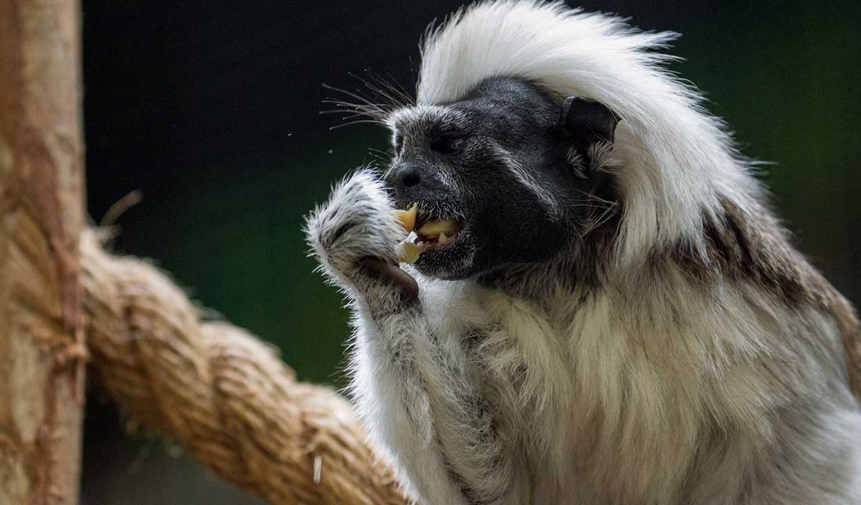 10 Facts About Cotton-top Tamarins :: Currumbin Wildlife Sanctuary