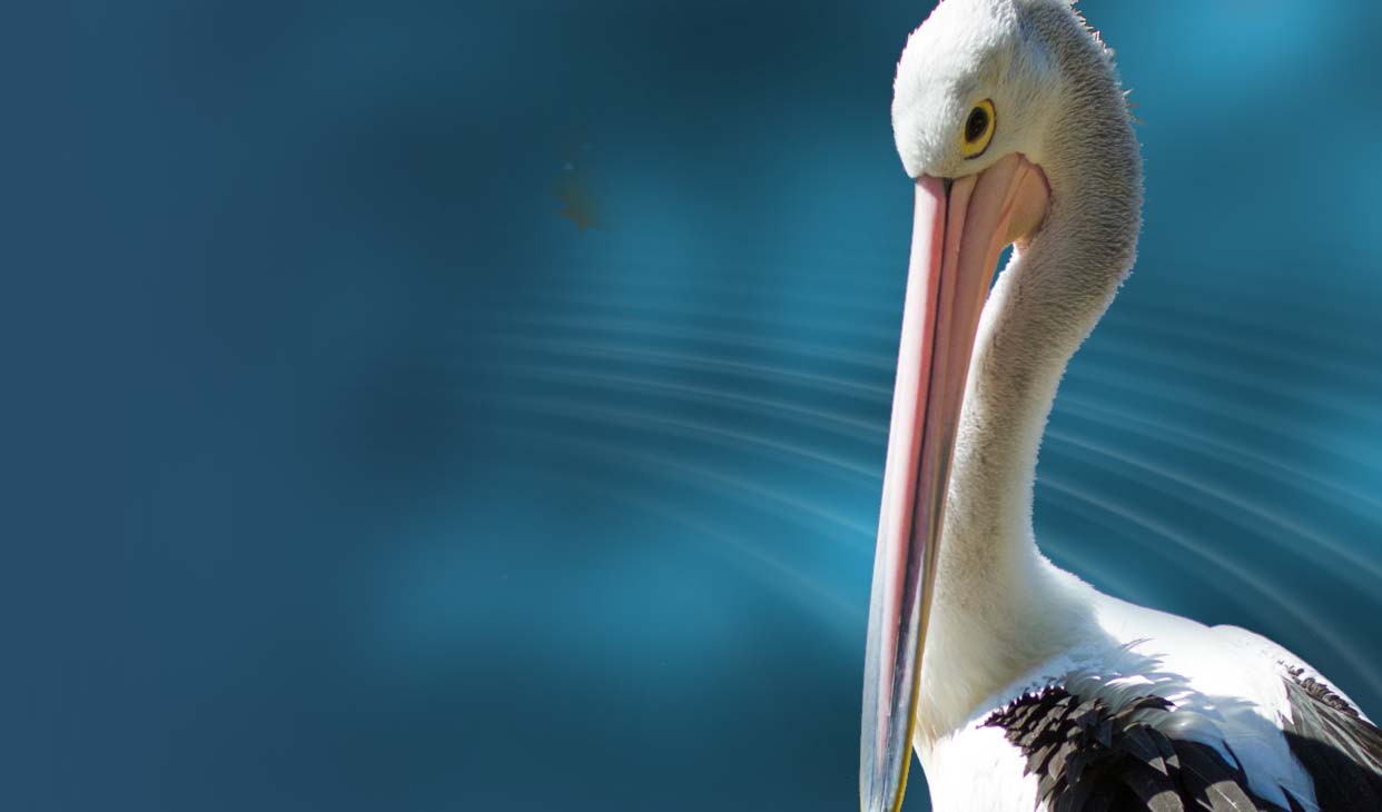 bg-pelican-eel-show.jpg