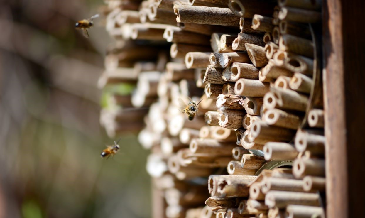 Wild_bees_flying_towards_bee_house_Desktop.jpg