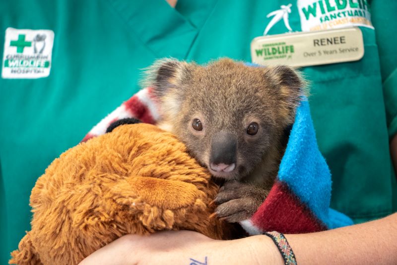 Young joey Casiopea born into the Koala Chlamydia Vaccine Research Program