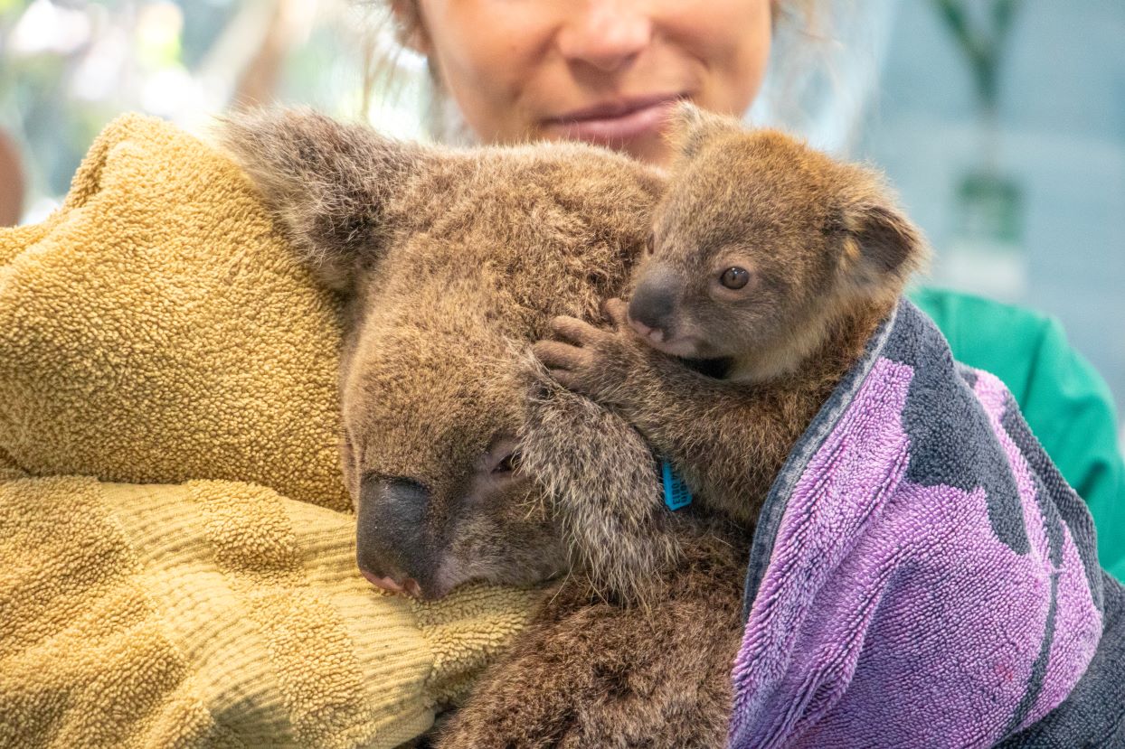 Mother Koala Cassidy and her joey Casiopea born into the Koala Chlamydia Vaccine Research