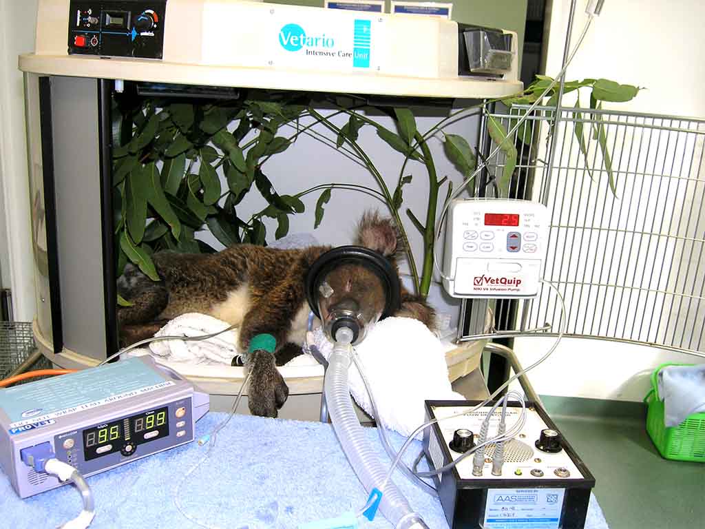 Koala patient with oxygen mask recovering from surgery