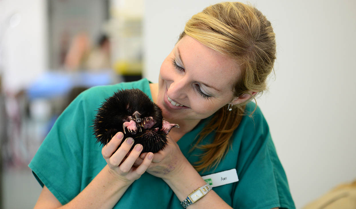 Currumbin Widlife Hospital Presentation