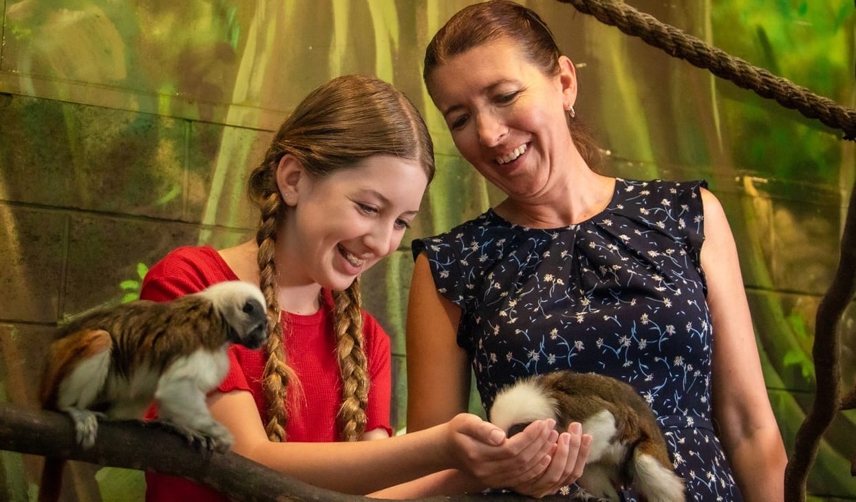 Cotton-top Tamarin Animal Encounter at Currumbin Wildlife Sanctuary