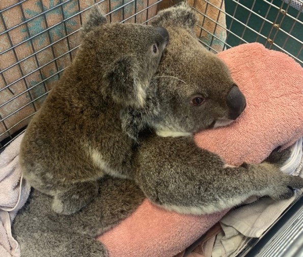 Zoo welcomes new baby koala: 'It's a girl