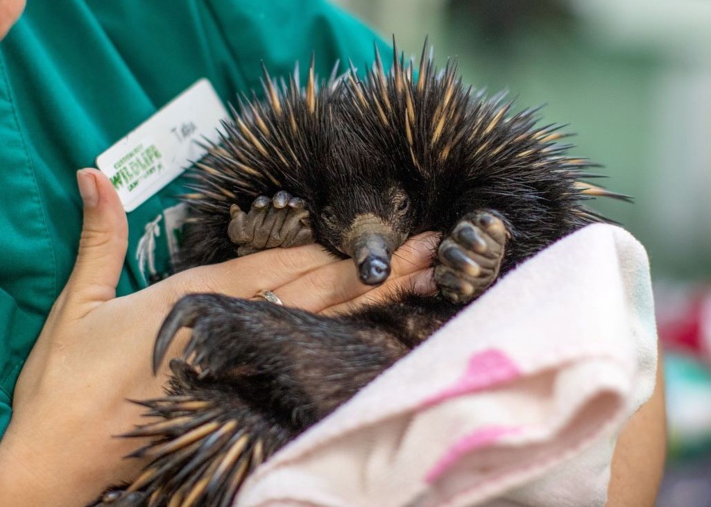 Echidna patient at Currumbin Wildlife Hospital