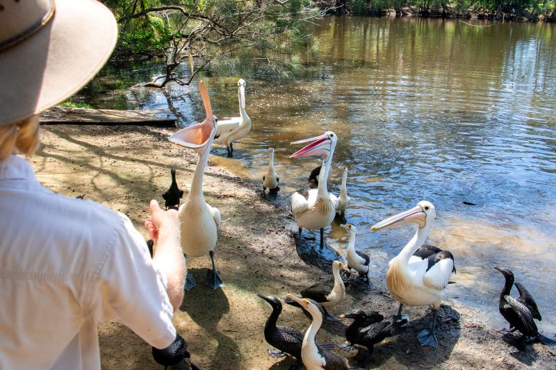 Live Pelican and Eel feeding at Currumbin Wildlife Sanctuary