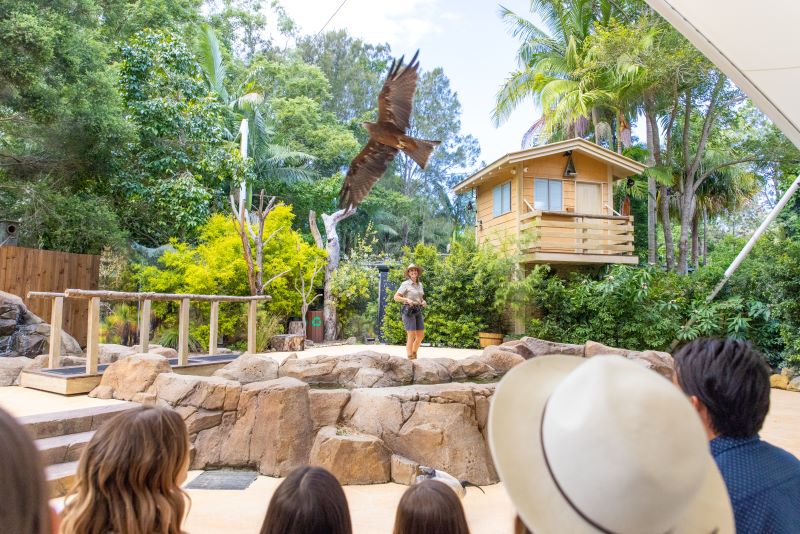 WildSkies Conservation Show at Currumbin Wildlife Sanctuary