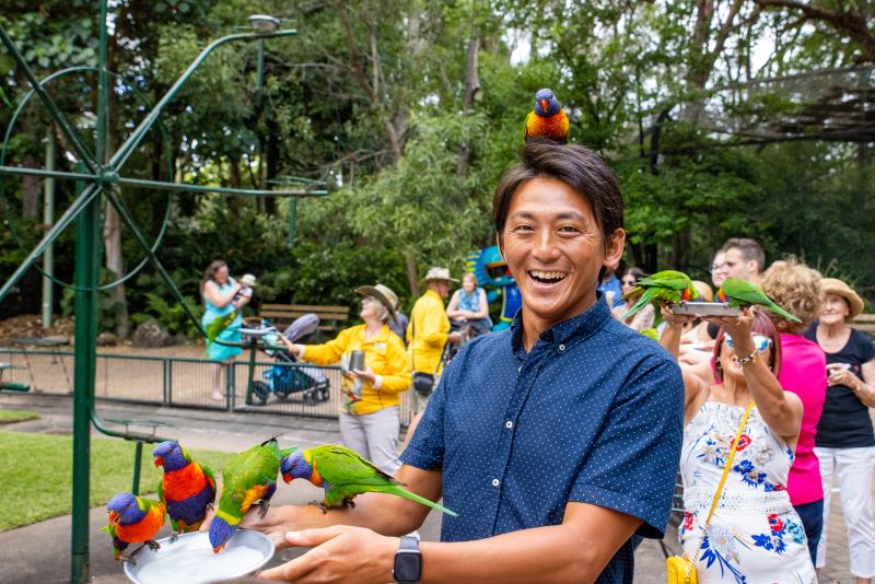 Lorikeet Feeding at Currumbin Wildlife Sanctuary