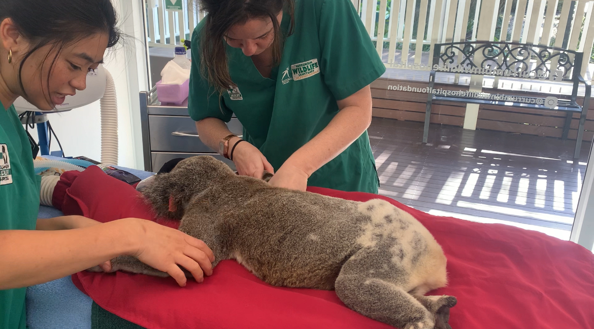 Vets treating an injured wild Koala patient