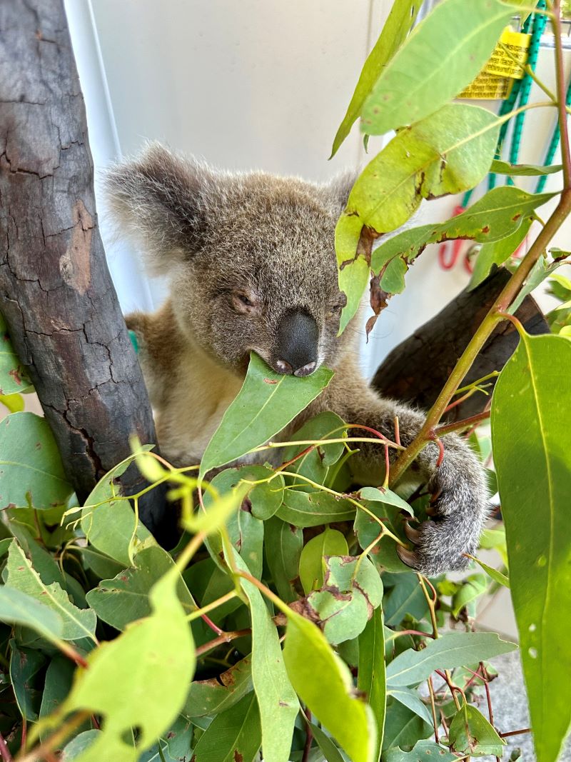 Miss Pook the Koala Patient