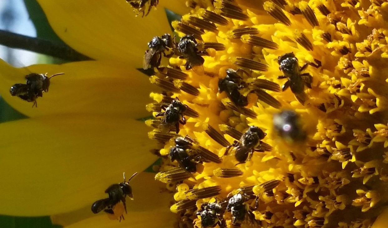 Native Bees on yellow flower