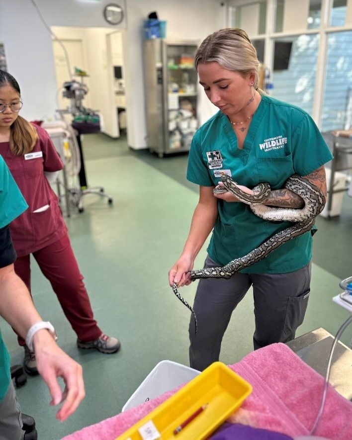 Vet nurse Sophie with a large snake patient