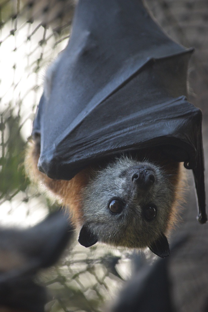 Chaddie the Grey-headed Flying-fox in her element