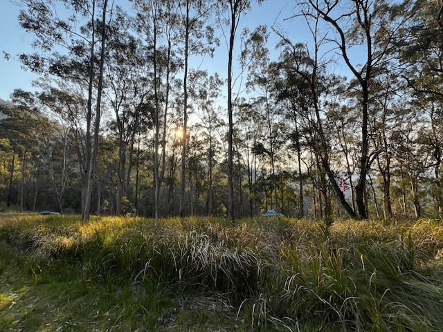 Snapshot of wild habitat of the Eastern Bristlebird