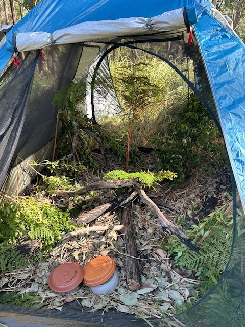 Acclimation tent for Eastern Bristlebirds about to get released into wild