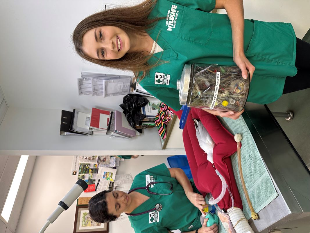 Koala Advocate, Ava Shepherd with a jar of “Hooks & Plastics” retrieved from wildlife patients