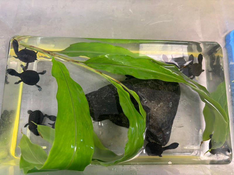 Eastern Longneck Turtle hatchlings getting ready for release