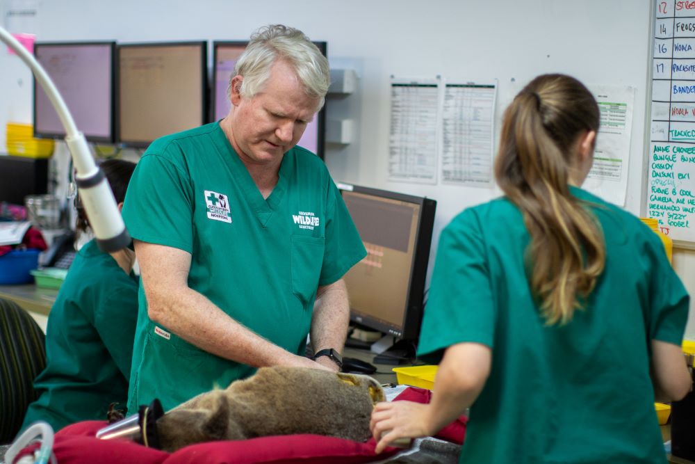 Senior Vet Dr Michael Pyne treating Koala patient