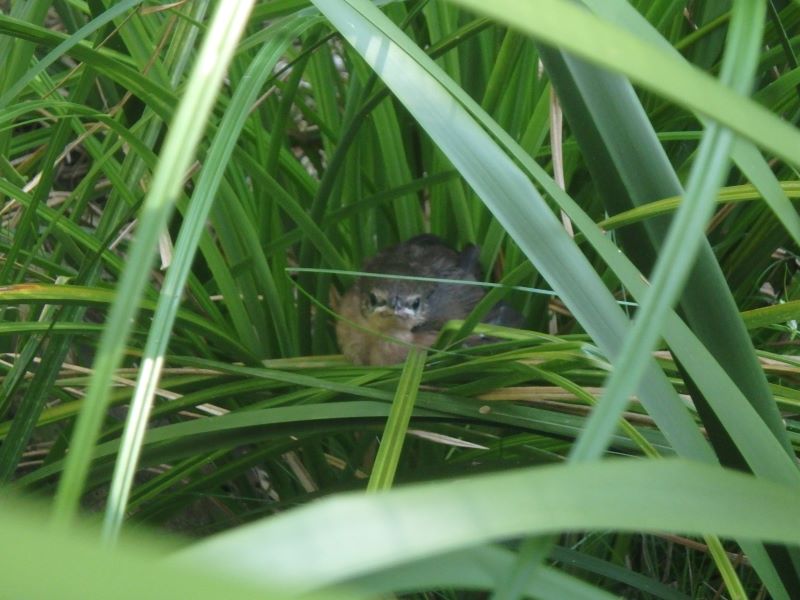 Eastern Bristlebird fledgling