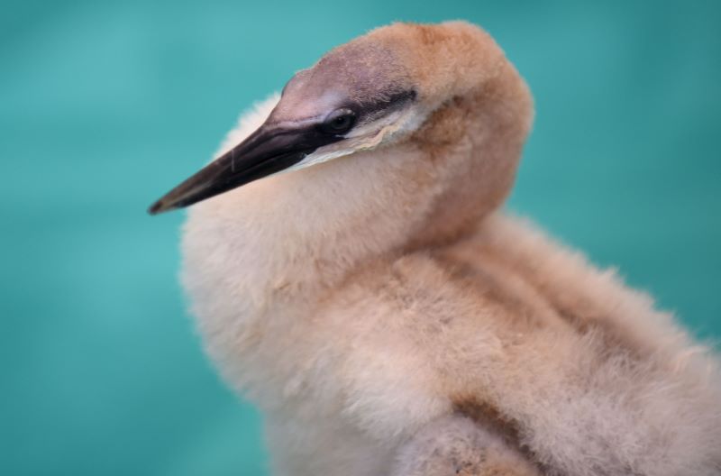 Australasian Darter patient at Currumbin Wildlife Hospital