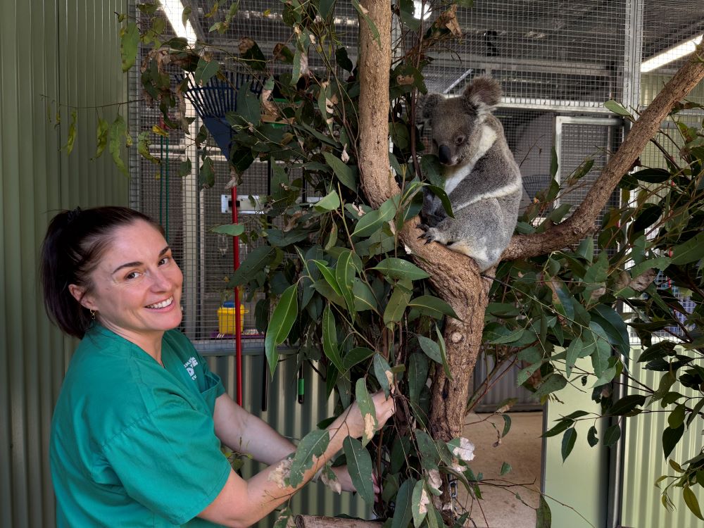 Woman in green scrubs feeding Koala patient fresh gum leaves