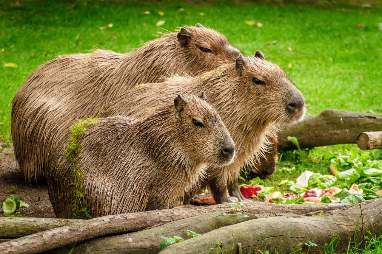 Capybara weight