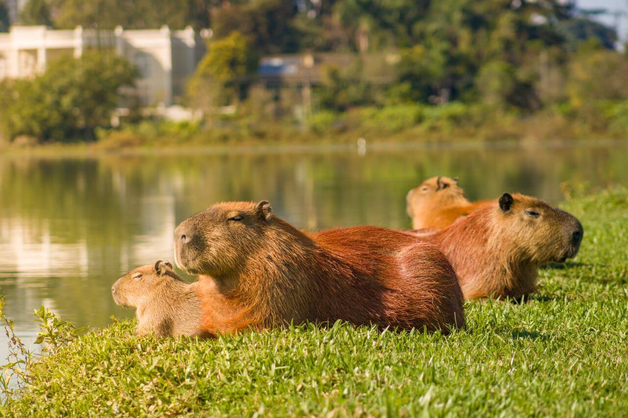 Capybara's role in the ecosystem