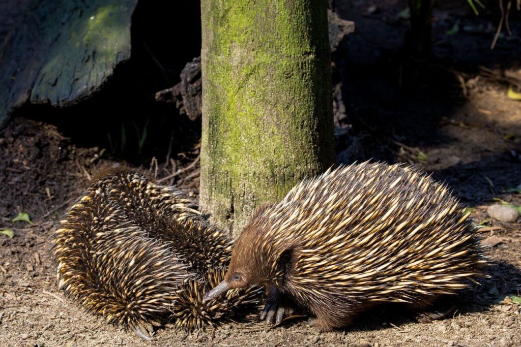 Echidna in the ecosystem