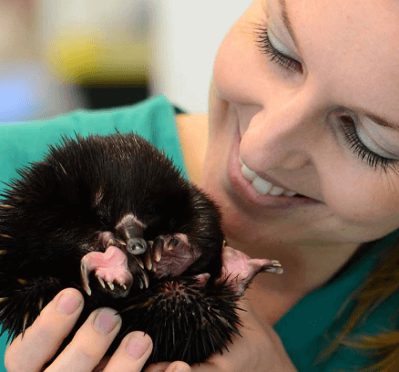 A woman lovingly holds a baby echidna
