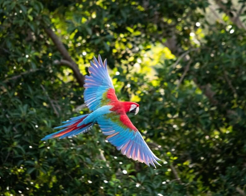 A brightly colored macaw with red, blue, and green feathers flies in front of green foliage.