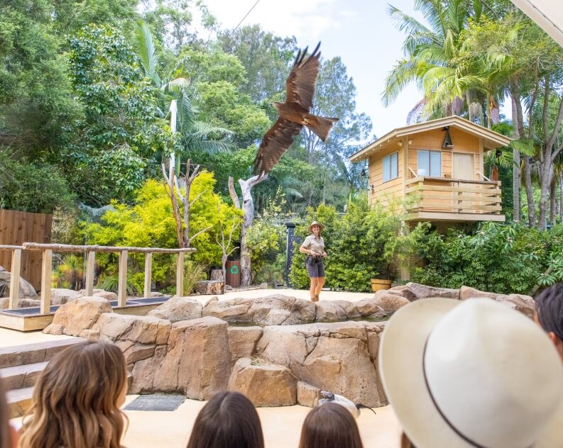 A large bird flies over an outdoor stage where a handler stands, while a group of people watch from the audience in a lush, zoo-like setting.