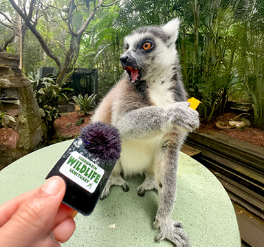 Lemur sitting on table holding sweet potato chip, mouth hanging open in front of a hand holding a mini microphone
