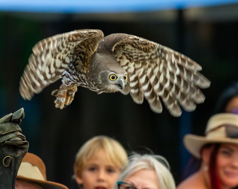 A brown and white owl flies low with wings spread, passing above a group of people watching intently in the background.